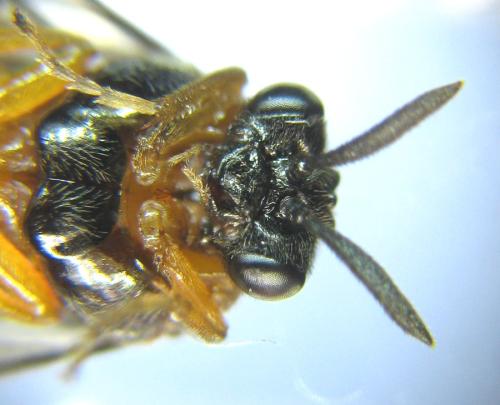 Réf. 310 000 : Aprosthema melanurum