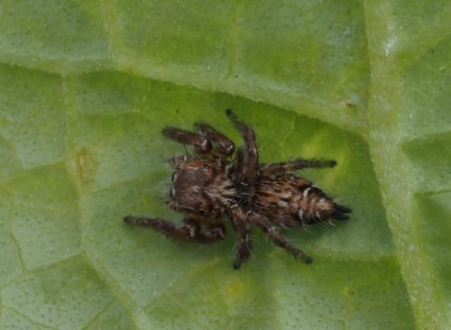 Hyllus dotatus
