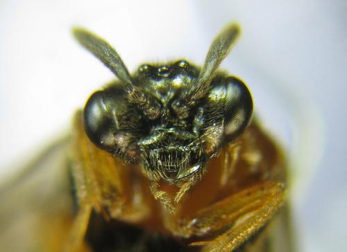 Réf. 310 001 : Aprosthema melanurum