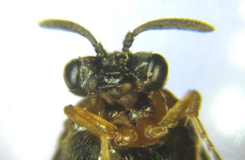 Réf. 310 002 : Aprosthema melanurum