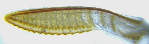 Aprosthema melanurum