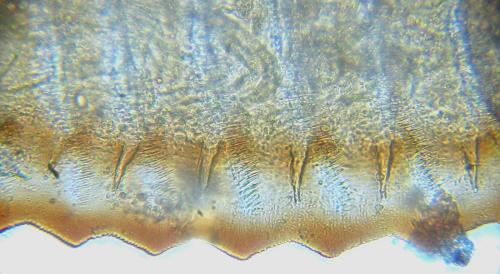 Aprosthema melanurum