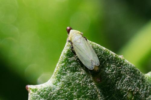 Verdanus abdominalis