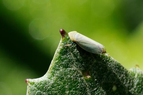 Verdanus abdominalis