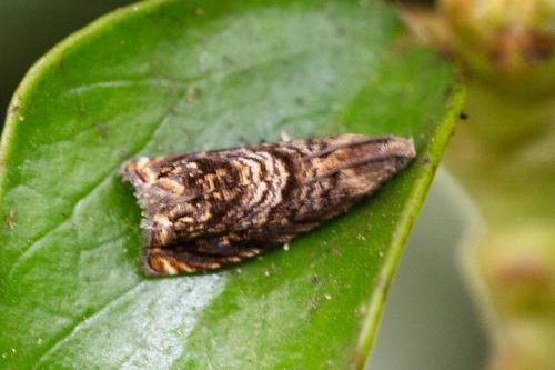 Réf. 310 306 : Grapholita janthinana