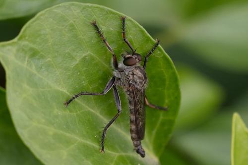 Réf. 310 122 : Machimus sp.