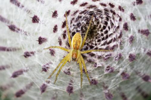 Dolomedes (fimbriatus-plantarius)