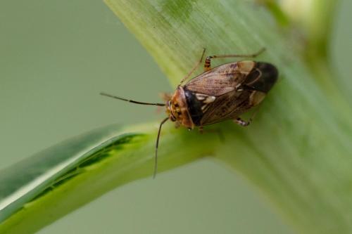 Lygus (punctatus-wagneri)