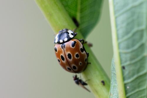 Réf. 310 205 : Anatis ocellata