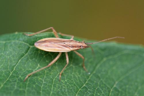 Stenodema holsata