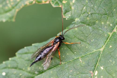 Réf. 310 235 : Pimpla sp.