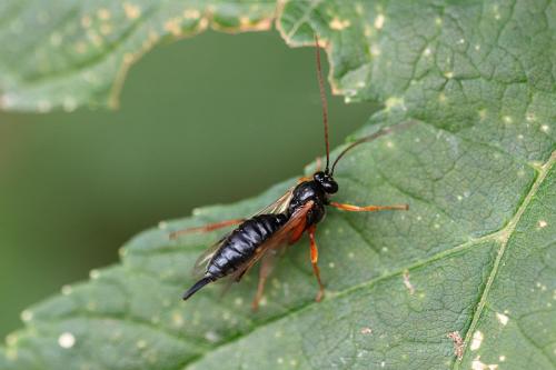 Réf. 310 237 : Pimpla sp.
