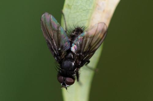 Réf. 310 253 : Spilogona sp.
