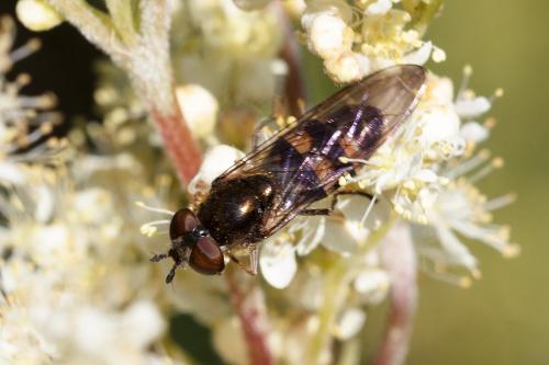 Réf. 310 718 : Xanthandrus comtus
