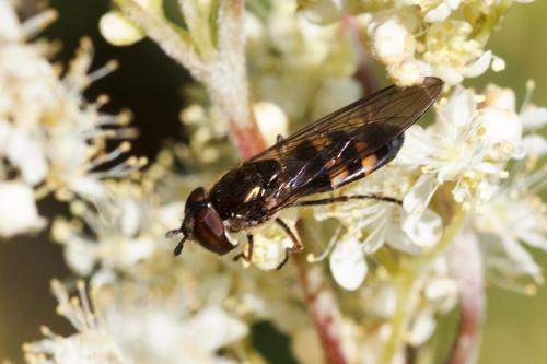 Réf. 310 719 : Xanthandrus comtus