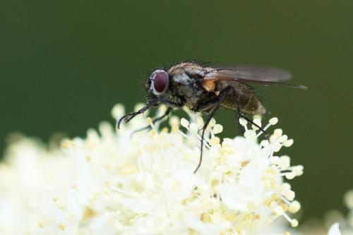 Réf. 310 288 : Thricops nigrifrons