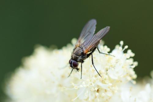 Réf. 310 289 : Thricops nigrifrons