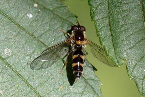 Réf. 310 712 : Meligramma triangulifera