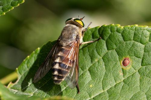 Philipomyia aprica