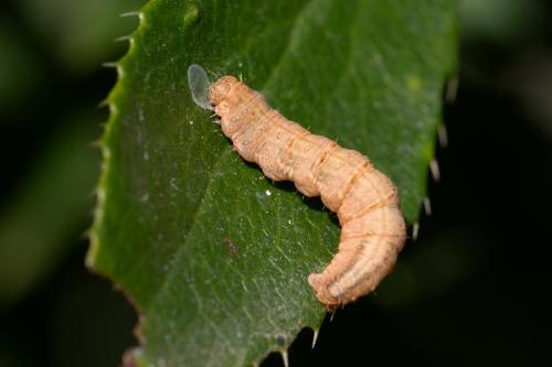 Pareulype berberata