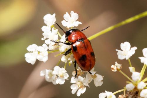 Réf. 310 454 : Coptocephala sp.