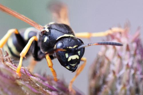 Réf. 310 347 : Polistes biglumis