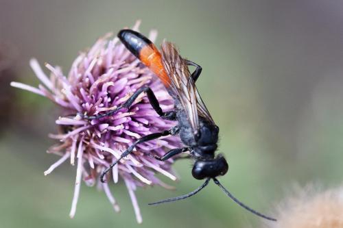Réf. 310 348 : Podalonia hirsuta