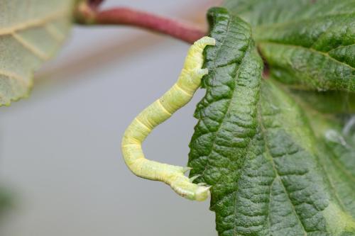 Réf. 310 857 : Cabera pusaria
