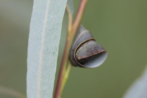 Caloptilia stigmatella