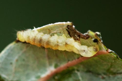 Caloptilia stigmatella