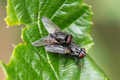 Réf. 310 855 : Musca autumnalis