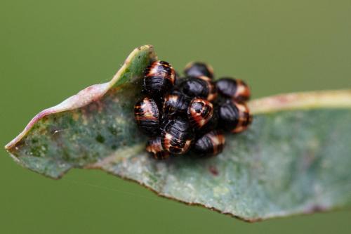 Réf. 310 785 : Carpocoris sp.