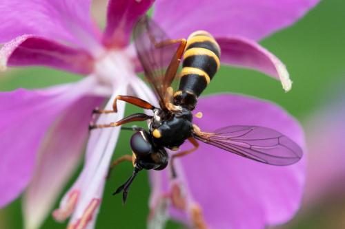 Conops quadrifasciatus