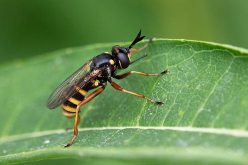 Conops quadrifasciatus