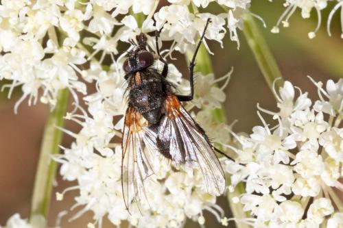 Thricops sp.