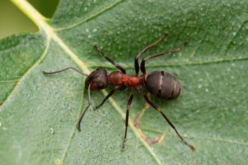 Réf. 310 852 : Formica sp.