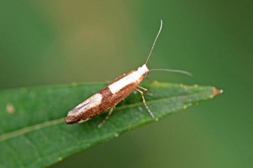 Argyresthia pruniella