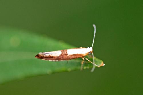 Argyresthia pruniella