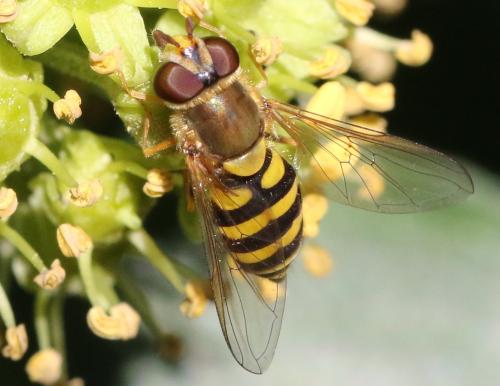 Réf. 310 663 : Syrphus vitripennis