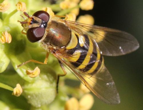 Réf. 310 664 : Syrphus vitripennis
