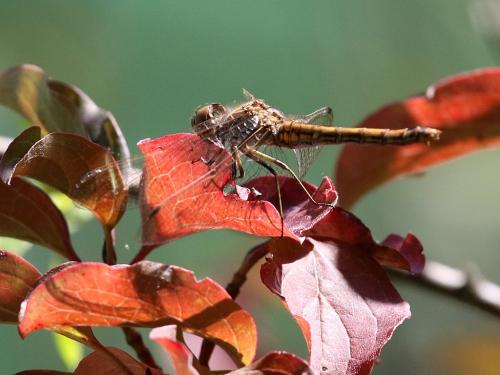 Sympetrum vulgatum