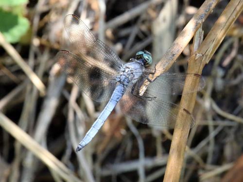 Réf. 310 141 : Orthetrum coerulescens