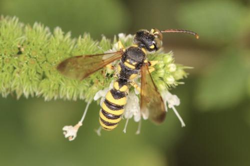 Cerceris sp.