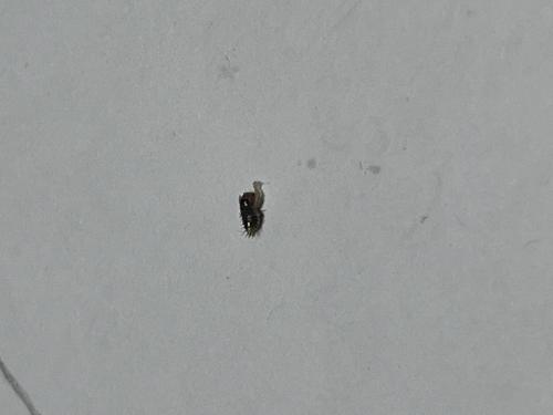 Anthrenus sp.