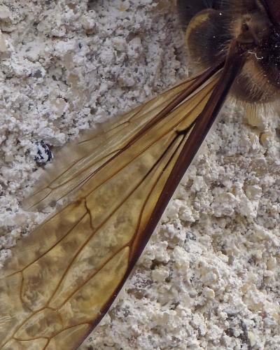 Vespa crabro