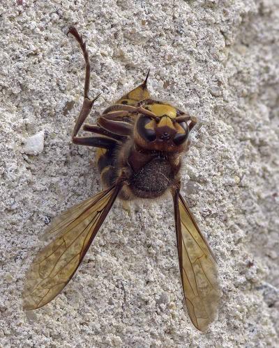 Vespa crabro