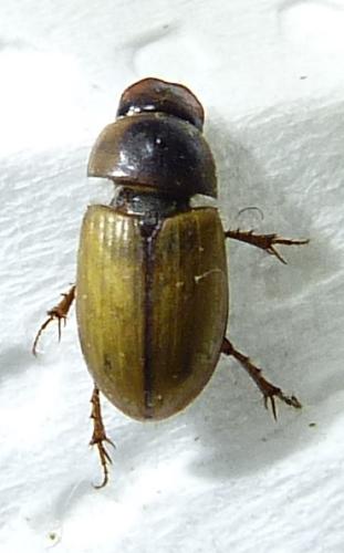 Réf. 310 707 : Acanthobodilus immundus