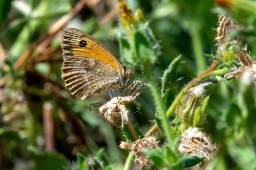 Réf. 310 940 : Pyronia tithonus