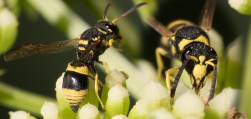 Ancistrocerus auctus