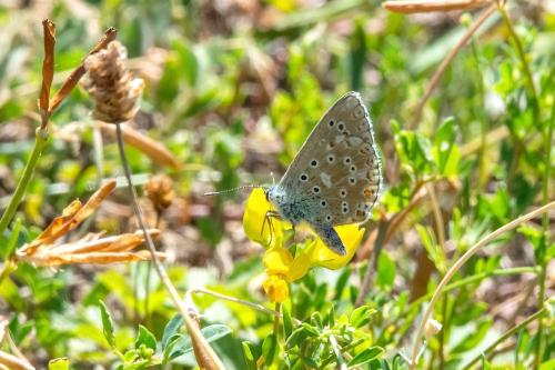 Réf. 310 939 : Polyommatus sp.
